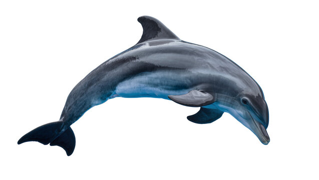 Sleek grey dolphin with blue undertones leaping gracefully, isolated on transparent background