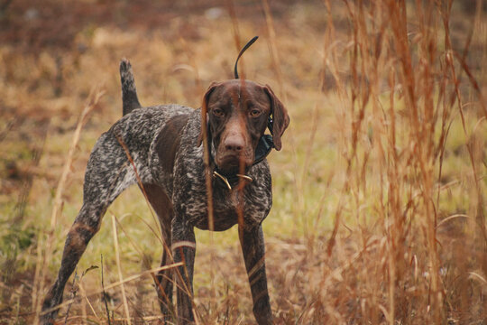 german shorthaired pointer