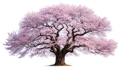 Massive blooming cherry blossom tree with intricate branches, isolated on transparent background © Maria