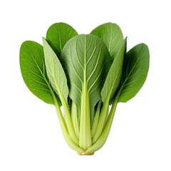 Obraz premium Fresh Bok Choy Isolated Transparent Background