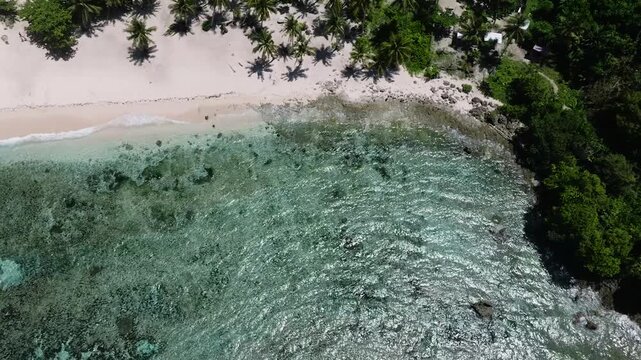 Row of palm trees on white sandy beach with clear shallow water and bright sunlight creating tropical coastal scenery. Siargao, Philippines.