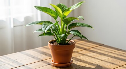 Fototapeta premium A green potted plant rests on a rustic wooden table surface, illuminated by soft natural sunlight streaming through a nearby window pane, clean, sun, decor