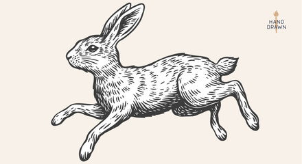Hare, rabbit sketch. Vintage retro print, black white wild hare, rabbit drawing, sketch ink pencil draw, engrave old school style. Sketch artwork silhouette wild hare rabbit. Vector Illustration © foxysgraphic