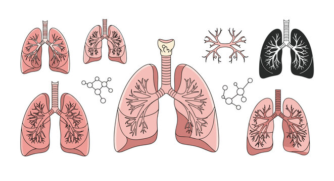 Anatomical vector illustrations of human lungs in different styles, colors, and structures with chemical molecules.