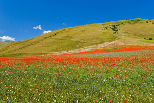 Landscape blooming wildflowers and red poppies field, Piano Grande plateau and Sibillini Mountains, Umbria, Italy	