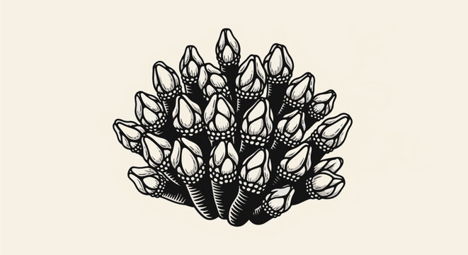 Black and white vintage engraving style illustration of a cluster of goose barnacles with textured stalks and pointed shells, marine biology specimen art isolated on cream background.