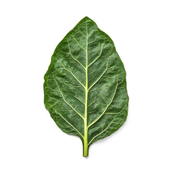 Steamed collard greens retain their nutrients and bright color. full length isolate on transparent background