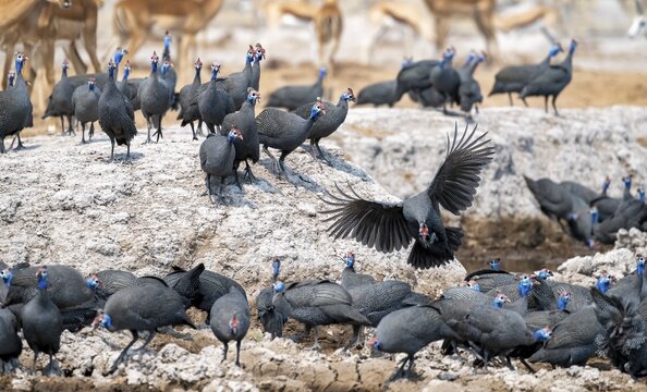 Helmeted guinea fowl (Numida meleagris), flock at the waterhole, Nxai Pan National Park, Botswana