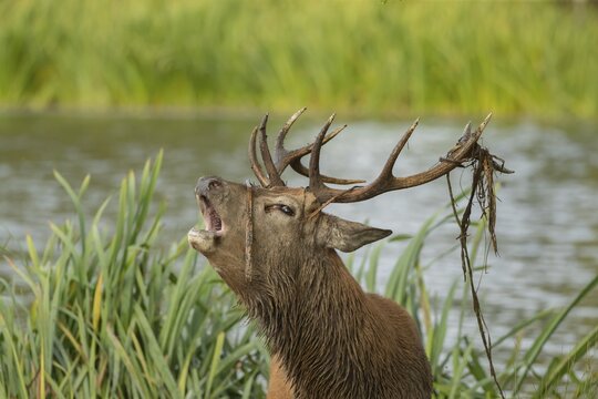 Red deer (Cervus elaphus) adult male stag roaring during the rutting season, Surrey, England, United Kingdom