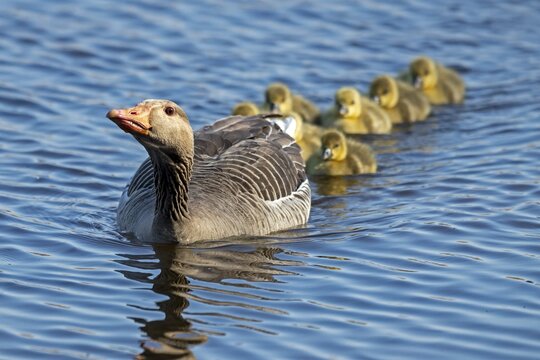 Greylag goose (Anser anser), adult bird swimming in water with many chicks, threatening, Germany