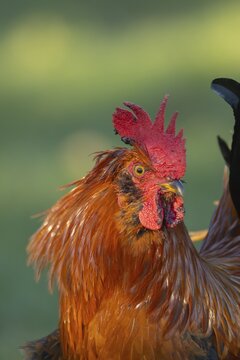 Chicken (Gallus gallus domesticus) adult male rooster or cockerel bird head portrait, England, United Kingdom