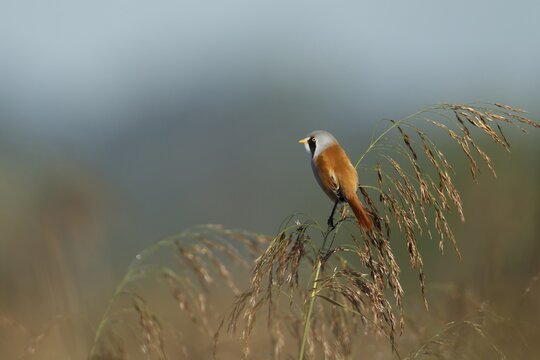 Bearded tit or reedling (Panurus biarmicus) adult male bird on a Common reed seedhead, RSPB Strumpshaw fen nature reserve, Norfolk, England, United Kingdom