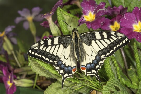 A swallowtail (Papilio machaon) with colourful wings resting on purple flowers, Baden-W&uuml;rttemberg, Germany