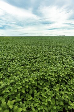 Giant soy fields, Sinop, Mato Grosso, Brazil