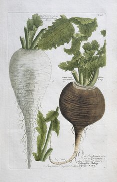 Black radish, Raphanus niger, large radish, Raphanus sativus albus major oblongus, hand-colored mezzotinto copper engraving from Phytanthoza iconographica by Johann Wilhelm Weinmann, executed by Bartholom&auml;us Seutter, Johann Jakob Haid and Johann Elias Ridinger, Regensburg 1734-1745