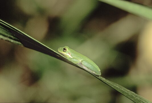Treefrog sitting on a gras Florida USA America