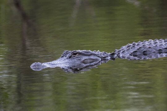 American Alligator (Alligator mississippiensis) swimming in water, Everglades National Park, Florida, USA