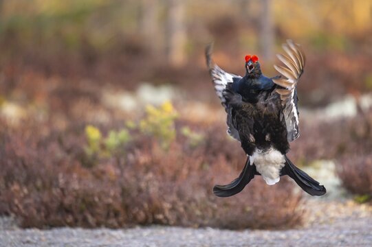Black grouse (Lyrurus tetrix), black grouse courtship in Sweden, F&aring;gelsj&ouml;, G&auml;vleborgs l&auml;n, Sweden