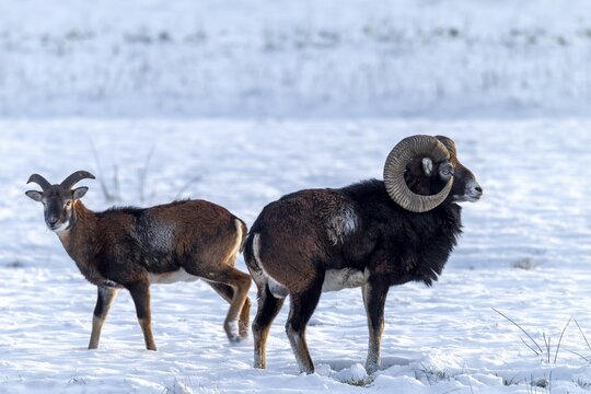 A mouflon ram (Ovis gmelini) and its young companion search for food on a snow-covered forest meadow by freeing the grass from the snow with their front legs, winter, snow, winter sun, Germany
