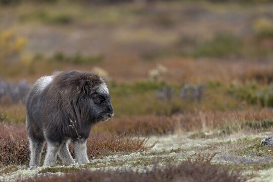 Musk ox calves (Ovibos moschatus) are cute to look at and very spirited, baby animals, autumn, autumn landscape, Ruska, Tundra landscape, September, Norway