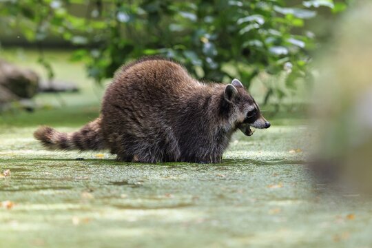 A raccoon moves through an algae-covered body of water surrounded by natural surroundings, raccoon (Procyon lotor), Germany