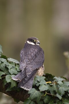 Hobby (Falco subbuteo) falcon adult bird of prey on a tree branch, England, United Kingdom