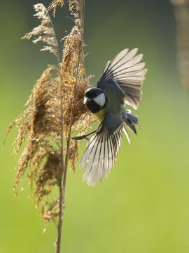 Great tit (Parus major) foraging for seeds on reeds (Phragmites australis), Lower Saxony, Germany