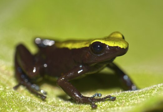 Frog, unidentifed species, Marojejy National Park, Sava region, Madagascar