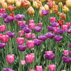 Fototapeta premium Colorful tulips