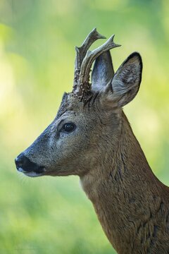 European roe deer (Capreolus capreolus), buck, male, rutting season of roe deer, horns, portrait, Vechta, Lower Saxony, Germany