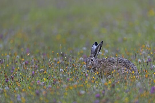 A photo that brings a lot of joy, a hare (Lepus europaeus) among a multitude of colourful flowers in a wildflower meadow, Germany