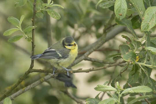 Blue tit (Cyanistes Caeruleus) juvenile bird on a tree branch, England, United Kingdom