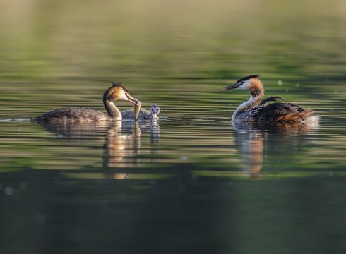 Great Crested Grebe (Podiceps Scalloped ribbonfish), two adults and juveniles swimming on a pond, one adult with fish in its beak feeding, Thuringia, Germany