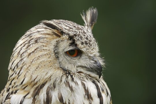 Bengal Eagle Owl or Indian Eagle Owl (Bubo bengalensis, Bubo bubo bengalensis), portrait, captive, occurrence in Asia