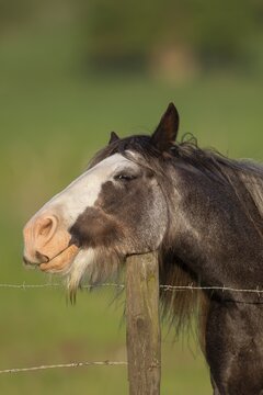 Horse or pony (Equus caballus) adult animal resting its head on a fence post, England, United Kingdom