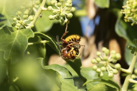 European hornet (Vespa crabro) adult insect eating an Ivy bee in a hedgerow in summer, England, United Kingdom