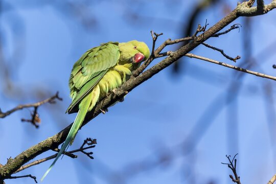 Rose-ringed parakeet (Psittacula krameri) on a branch, wildlife, Germany