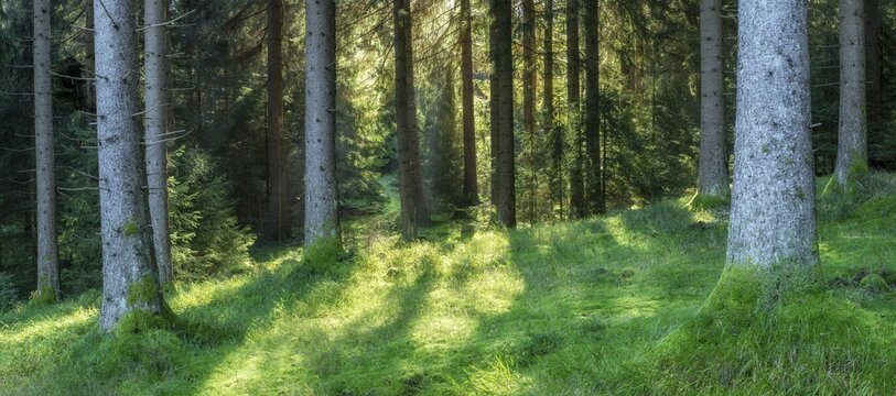 Panorama, sunny spruce forest, Thuringian Forest, Thuringia, Germany