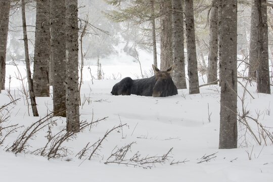 A bull moose is resting in the snow. Alces americanus Gaspesie national park