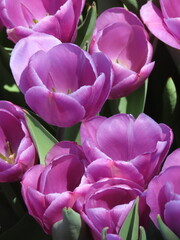 Obraz premium Pink tulips
