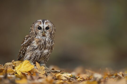 Tawny owl (Strix aluco) adult bird on fallen autumn colour leaves in a woodland, England, United Kingdom