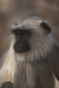 Gray langur (Semnopithecus entellus) monkey adult animal portrait, Bandhavgarh, Madhya Pradesh, India