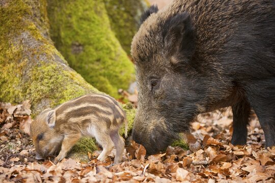 Wild boar (Sus scrofa), sow and piglet, captive, North Rhine-Westphalia, Germany