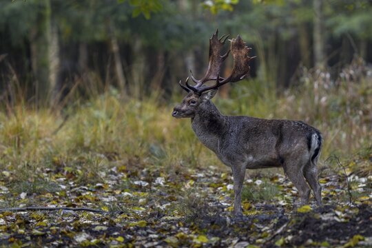 This fallow deer (Dama dama) has a severe swelling on the bridge of the nose, probably caused during a fight, rut, mating season, deer rut, autumn, October, Germany