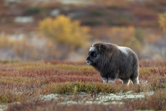 It's hard to resist the charm of a musk ox calf (Ovibos moschatus), baby animals, autumn, autumn landscape, Ruska, Tundra landscape, September, Norway