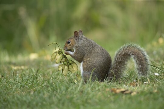 Grey squirrel (Sciurus carolinensis) adult animal feeding on seeds from a Sycamore tree on a garden grass lawn in the summer, England, United Kingdom