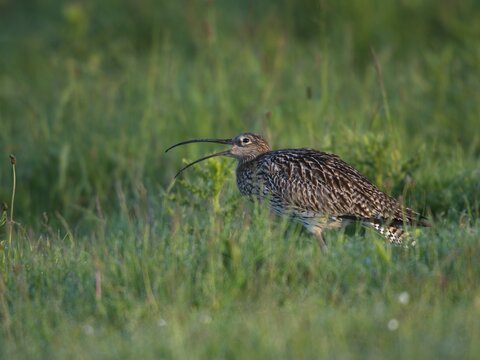 Eurasian Curlew (Numenius arquata), Texel, West Frisian Islands, province of North Holland, Holland, The Netherlands