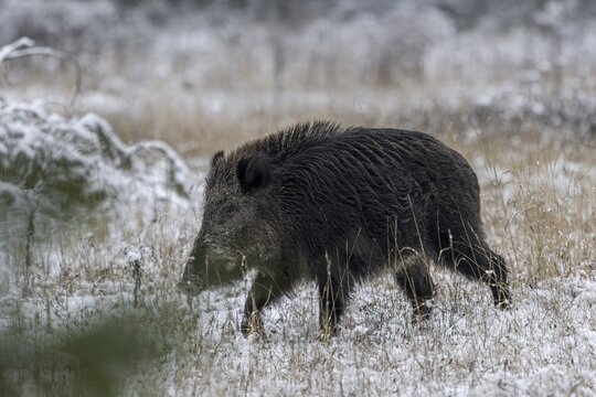 A wild boar boar (Sus scrofa) in search of a mating boar, early winter, winter, snow, cold, rush, mating season, November, Denmark