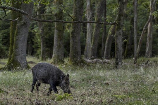 The first fallen acorns have lured the wild boar (Sus scrofa) into the oak forest, Indian summer, fattening year, acorn fattening, defensive, August, Denmark