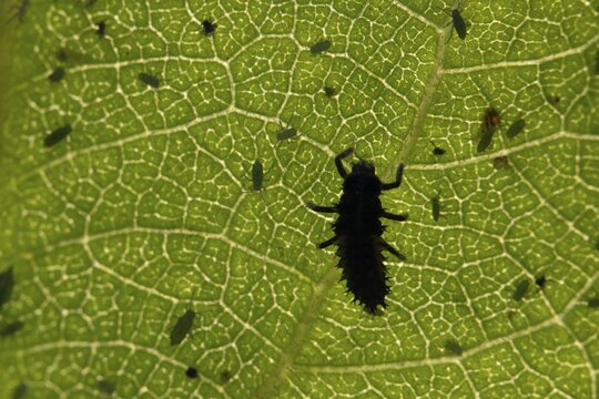 Seven-spot ladybird or ladybug (Coccinella septempunctata) adult insect larva and Plum aphid (Hyalopterus pruni) aphids on a plum tree leaf in summer, England, United Kingdom